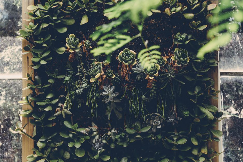 A striking vertical garden display featuring diverse succulents and lush foliage.