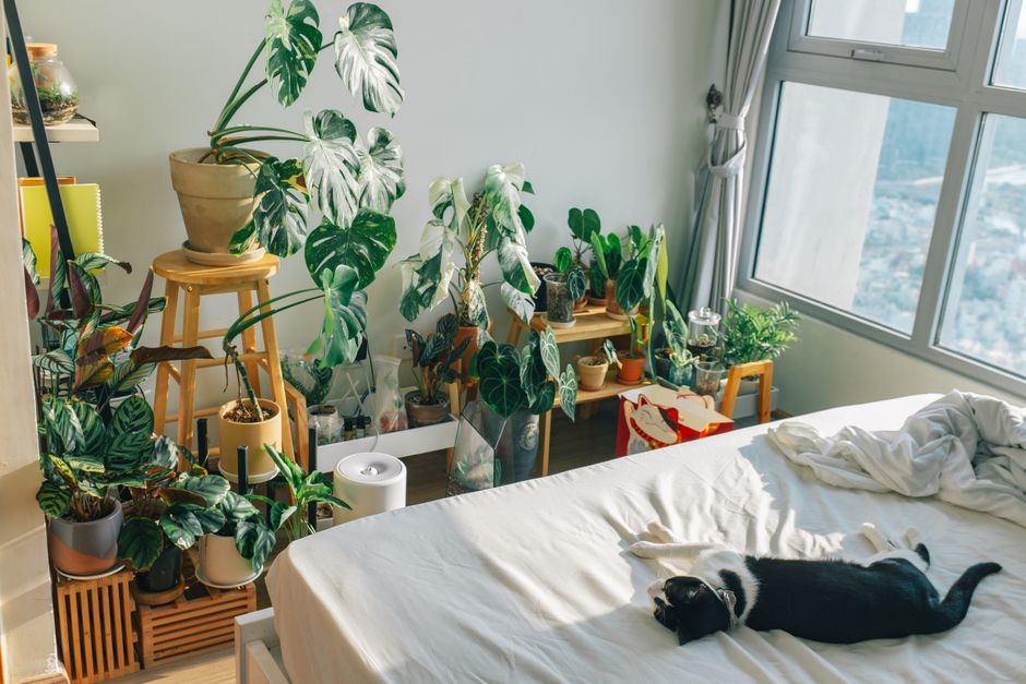 Bright bedroom with abundant indoor plants and a relaxed cat on bed.