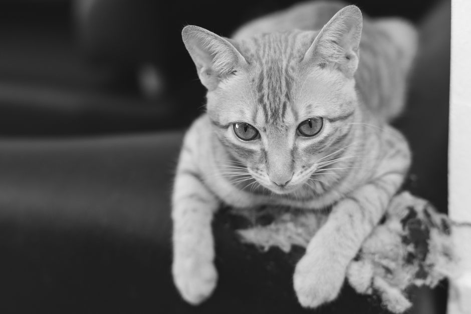 Close-up black and white photo of a relaxed cat on a sofa with a worn area, expressing calm and curiosity.