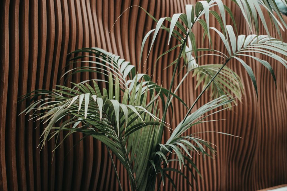 Stylish modern interior featuring a Howea palm against a textured wooden wall.