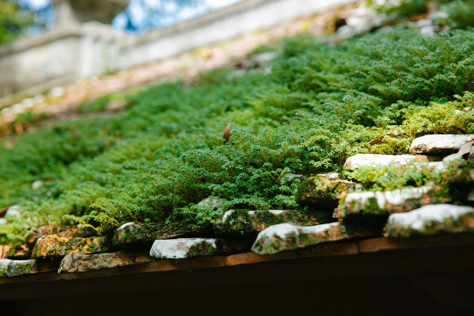 Vibrant green moss covering a rustic tiled roof in Ninh Bình, Việt Nam.